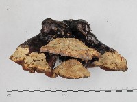 登錄號:F0023183藏品圖，第4張