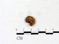 登錄號:F0023184藏品圖，第1張