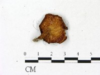 多孔菌屬藏品圖，第3張