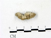 裂褶菌藏品圖，第1張