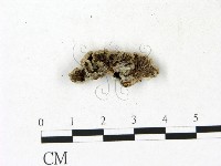 裂褶菌藏品圖，第3張