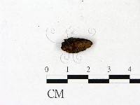 登錄號:F0023188藏品圖，第4張