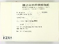 濕傘屬藏品圖，第2張