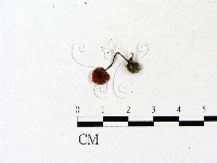 濕傘屬藏品圖，第1張