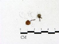 濕傘屬藏品圖，第3張