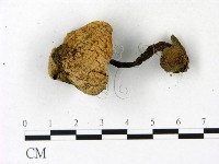 登錄號:F0023193藏品圖，第1張