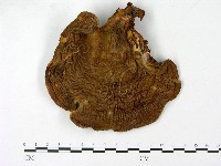 登錄號:F0023194藏品圖，第1張