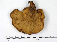 登錄號:F0023194藏品圖，第3張