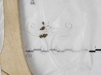 登錄號:F0023199藏品圖，第1張