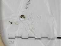 登錄號:F0023211藏品圖，第1張