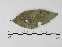 登錄號:F0023212藏品圖，第1張