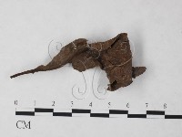 登錄號:F0023213藏品圖，第3張