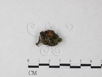 登錄號:F0023218藏品圖，第1張