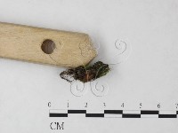 登錄號:F0023218藏品圖，第3張