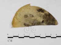 登錄號:F0023224藏品圖，第3張