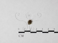 登錄號:F0023225藏品圖，第1張