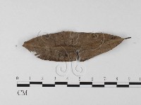 登錄號:F0023232藏品圖，第1張