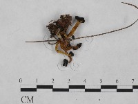 登錄號:F0023235藏品圖，第1張