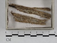 登錄號:F0023240藏品圖，第1張