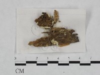 登錄號:F0023241藏品圖，第1張