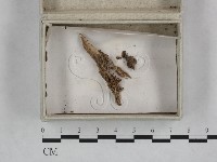 登錄號:F0023242藏品圖，第1張