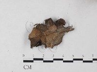 登錄號:F0023246藏品圖，第1張