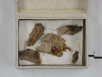 登錄號:F0023249藏品圖，第3張