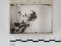 登錄號:F0023260藏品圖，第1張