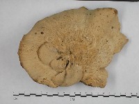 登錄號:F0023274藏品圖，第1張