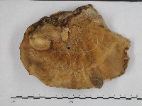 登錄號:F0023274藏品圖，第3張