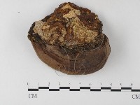 木層孔菌屬藏品圖，第3張