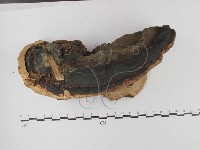 松生擬層孔菌藏品圖，第4張