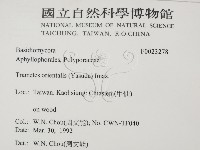 東方栓菌藏品圖，第2張