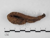 炭角菌屬藏品圖，第3張