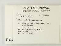 相鄰小孔菌藏品圖，第2張