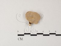 相鄰小孔菌藏品圖，第3張