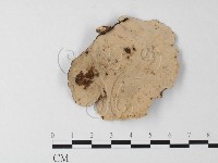 相鄰小孔菌藏品圖，第3張