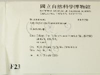 靈芝屬藏品圖，第2張