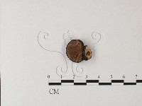靈芝屬藏品圖，第1張