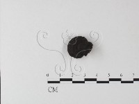 靈芝屬藏品圖，第3張