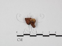 登錄號:F0023289藏品圖，第1張