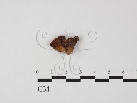登錄號:F0023289藏品圖，第3張