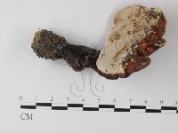 登錄號:F0023291藏品圖，第3張