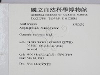 優雅波邊革菌藏品圖，第2張