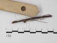 登錄號:F0023293藏品圖，第3張