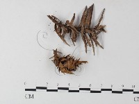 登錄號:F0023294藏品圖，第1張