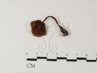 登錄號:F0023296藏品圖，第1張