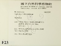 小菇屬藏品圖，第2張