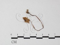 登錄號:F0023298藏品圖，第1張