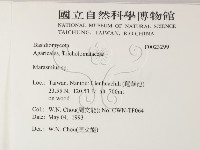 小皮傘屬藏品圖，第2張